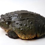 iStock_000008203287XSmall- Bloat iStock_000008203287XSmall- Bloat