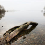 iStock_000011285856XSmall - Driftwood Theory