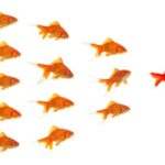 red goldfish leading