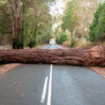 Fallen Tree Blocking Road
