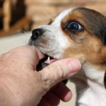 Todo List Bite You Todo List Bite You