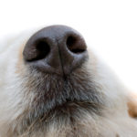 Smell Something Smell Something