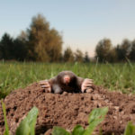 Mole Hole Mole Hole