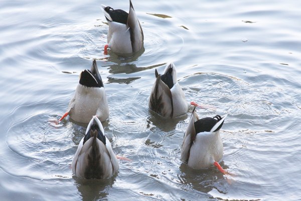 Bottoms Up Heads Down